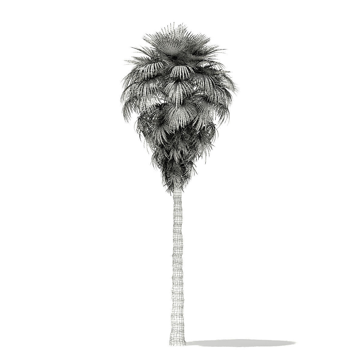 California Palm Tree 3D Model 9m 3D model_1