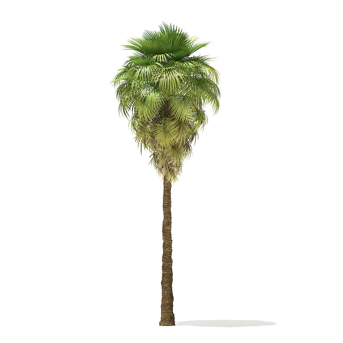 California Palm Tree 3D Model 9m 3D model_2