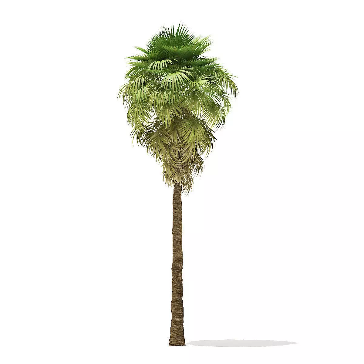 California Palm Tree 3D Model 9m 3D model_0