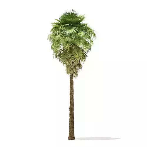 California Palm Tree 3D Model 9m