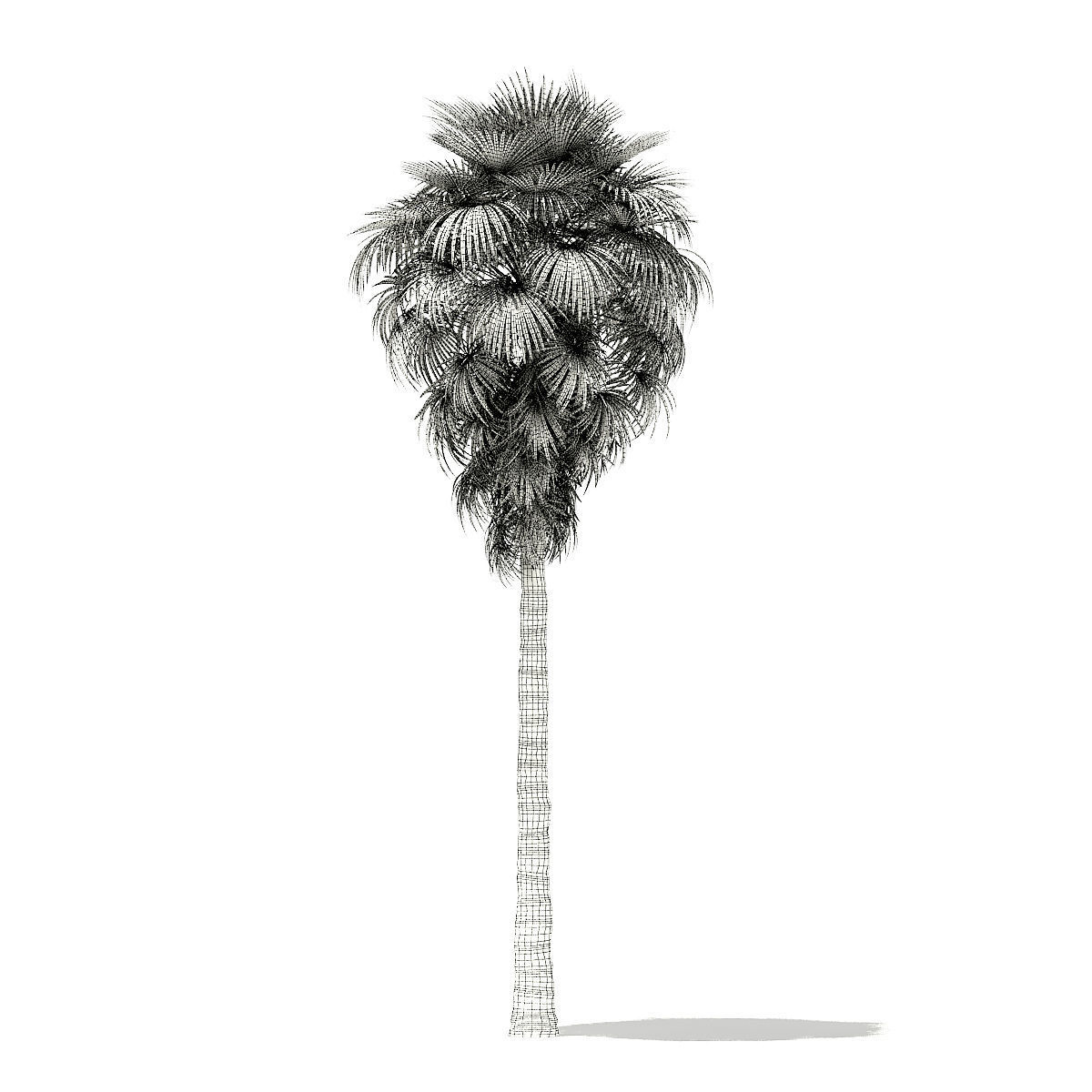 California Palm Tree 3D Model 9m 3D model_7