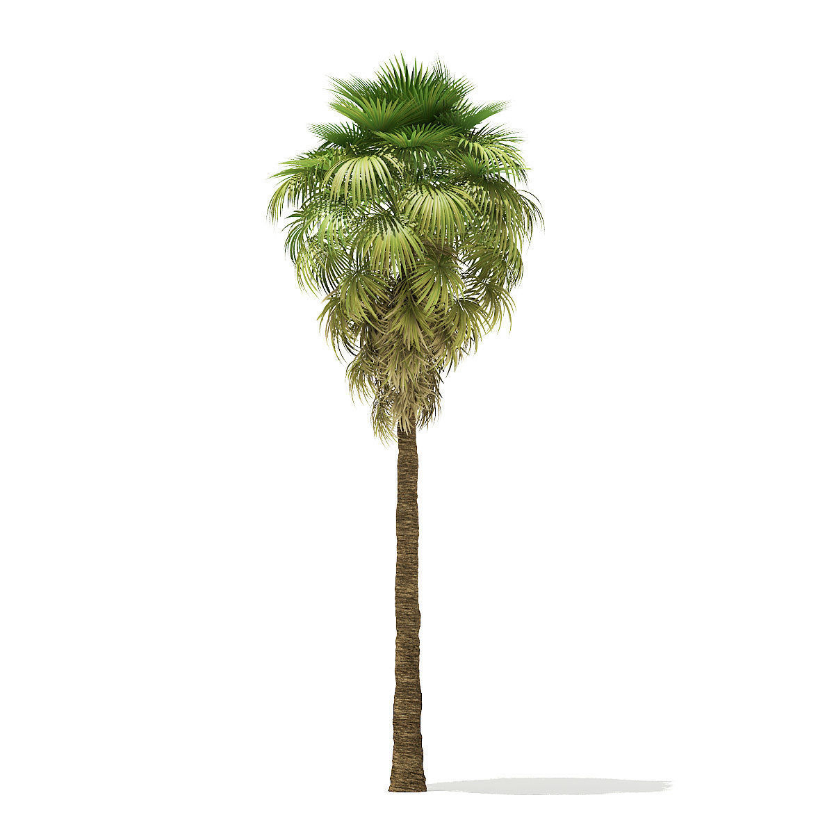 California Palm Tree 3D Model 9m 3D model_4