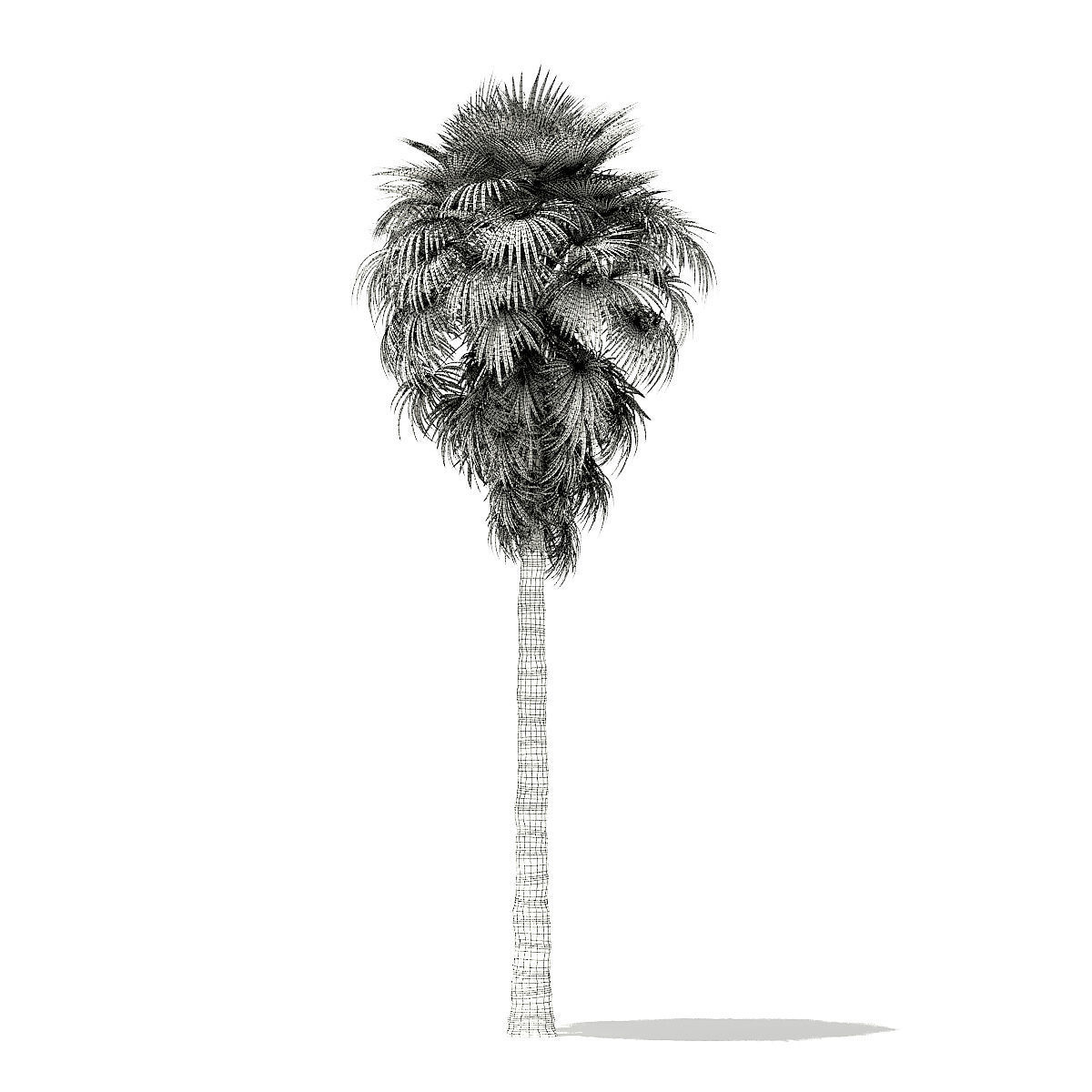 California Palm Tree 3D Model 9m 3D model_3