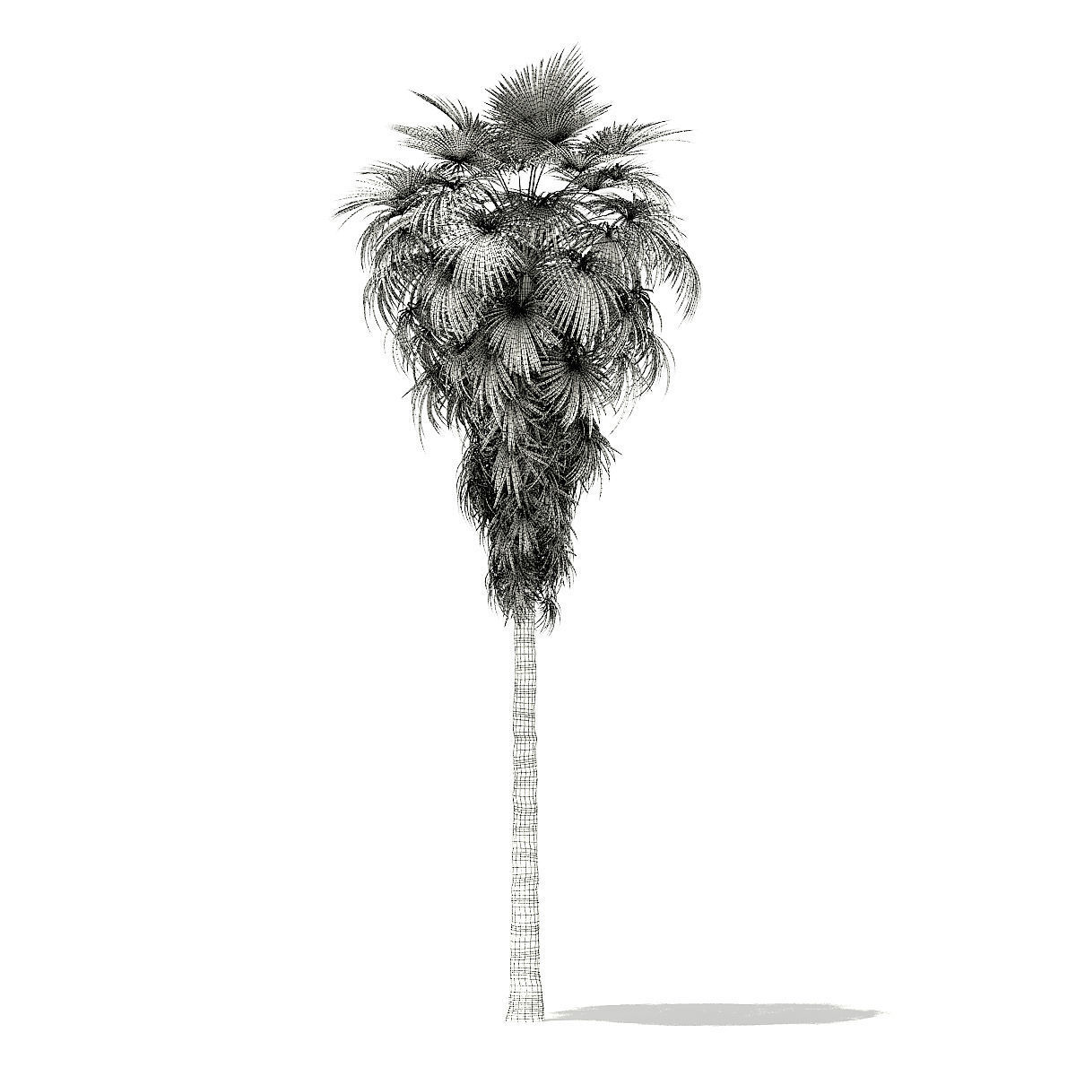 California Palm Tree 3D Model 12m 3D model_7