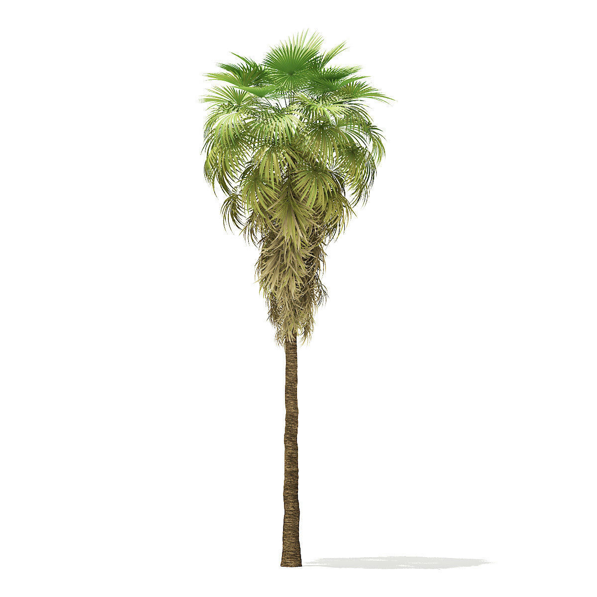 California Palm Tree 3D Model 12m 3D model_2