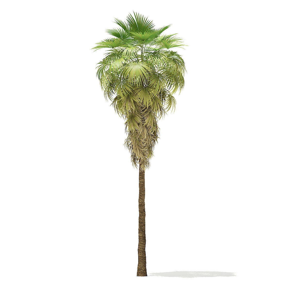 California Palm Tree 3D Model 12m 3D model_6