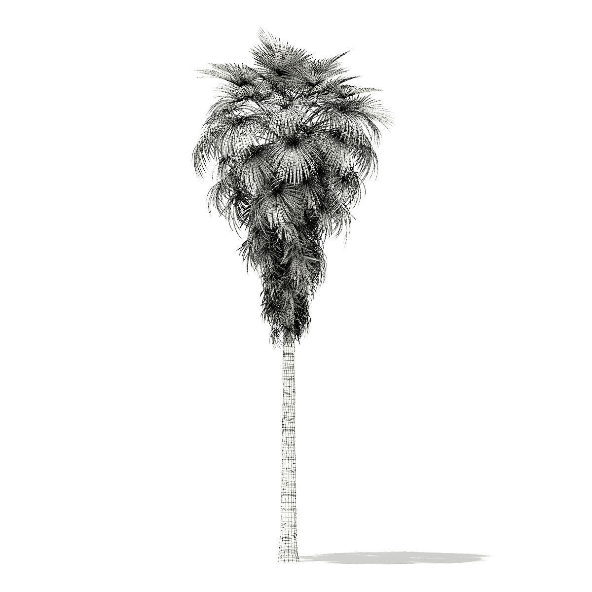 California Palm Tree 3D Model 12m 3D model_3