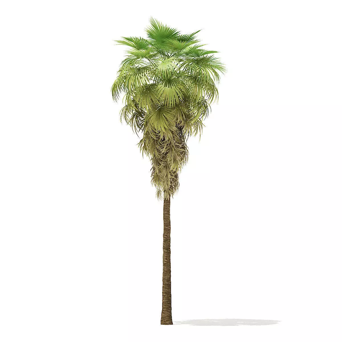 California Palm Tree 3D Model 12m 3D model_0