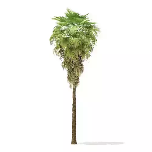 California Palm Tree 3D Model 12m 3D model