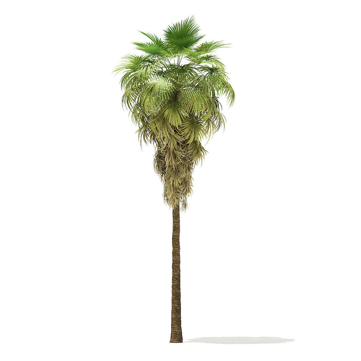 California Palm Tree 3D Model 12m 3D model_4