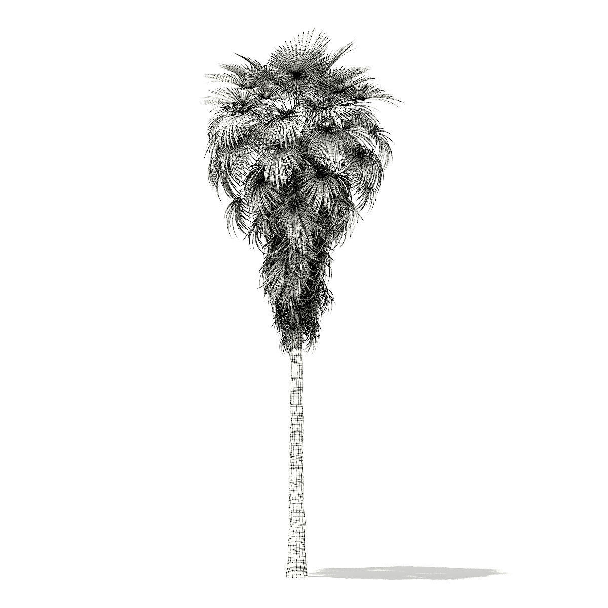California Palm Tree 3D Model 12m 3D model_5