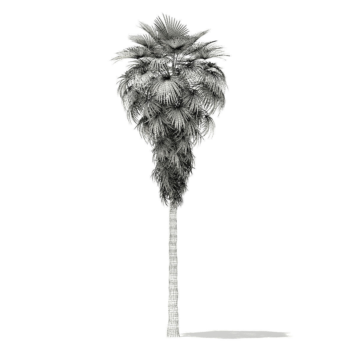 California Palm Tree 3D Model 12m 3D model_1