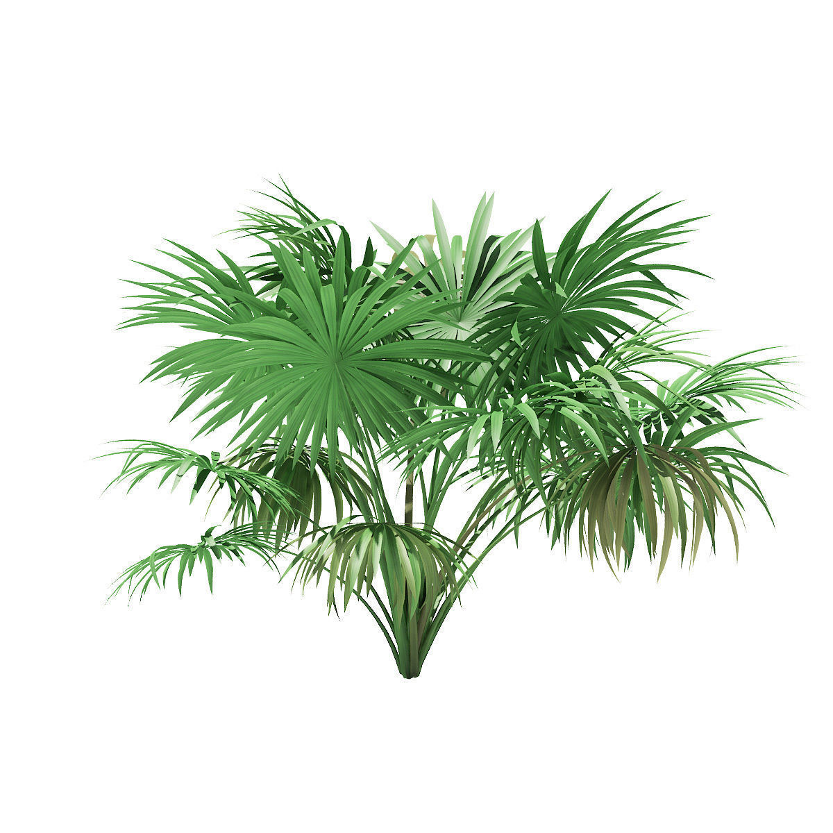 Thatch Palm Tree 3D Model 2m 3D model_4
