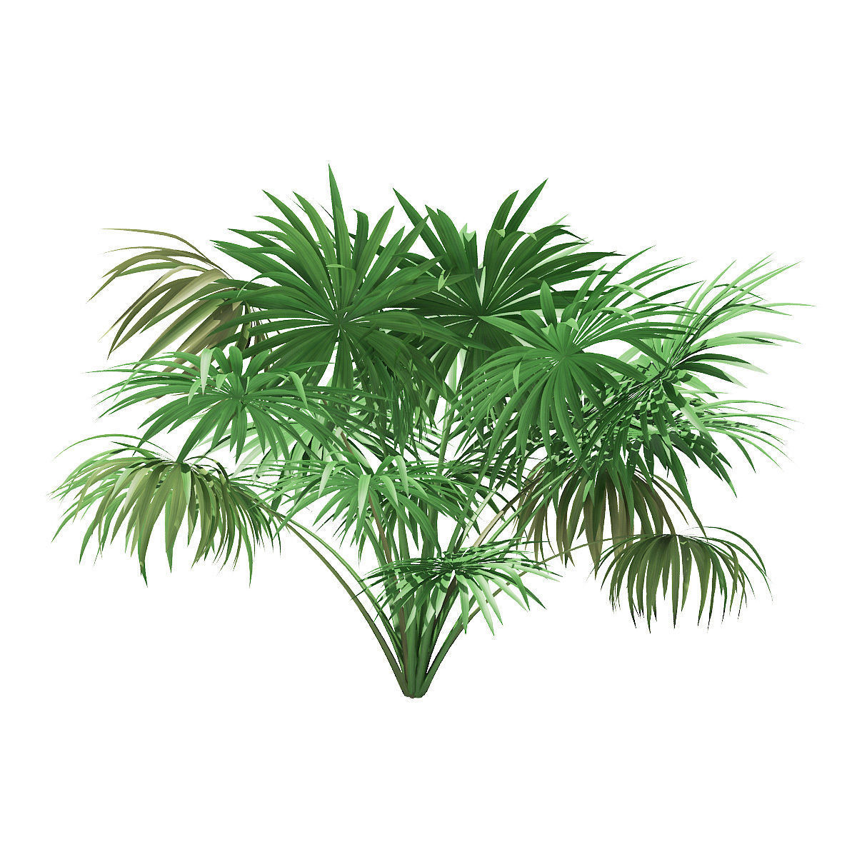 Thatch Palm Tree 3D Model 2m 3D model_2