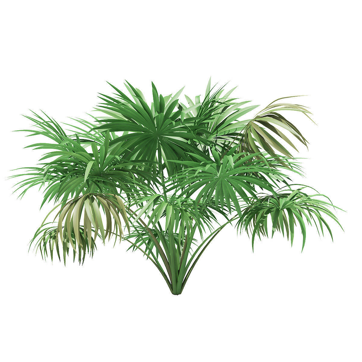Thatch Palm Tree 3D Model 2m 3D model_6