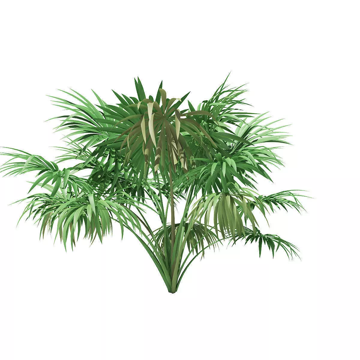 Thatch Palm Tree 3D Model 2m 3D model_0