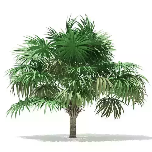 Thatch Palm Tree 3D Model 4m 3D model