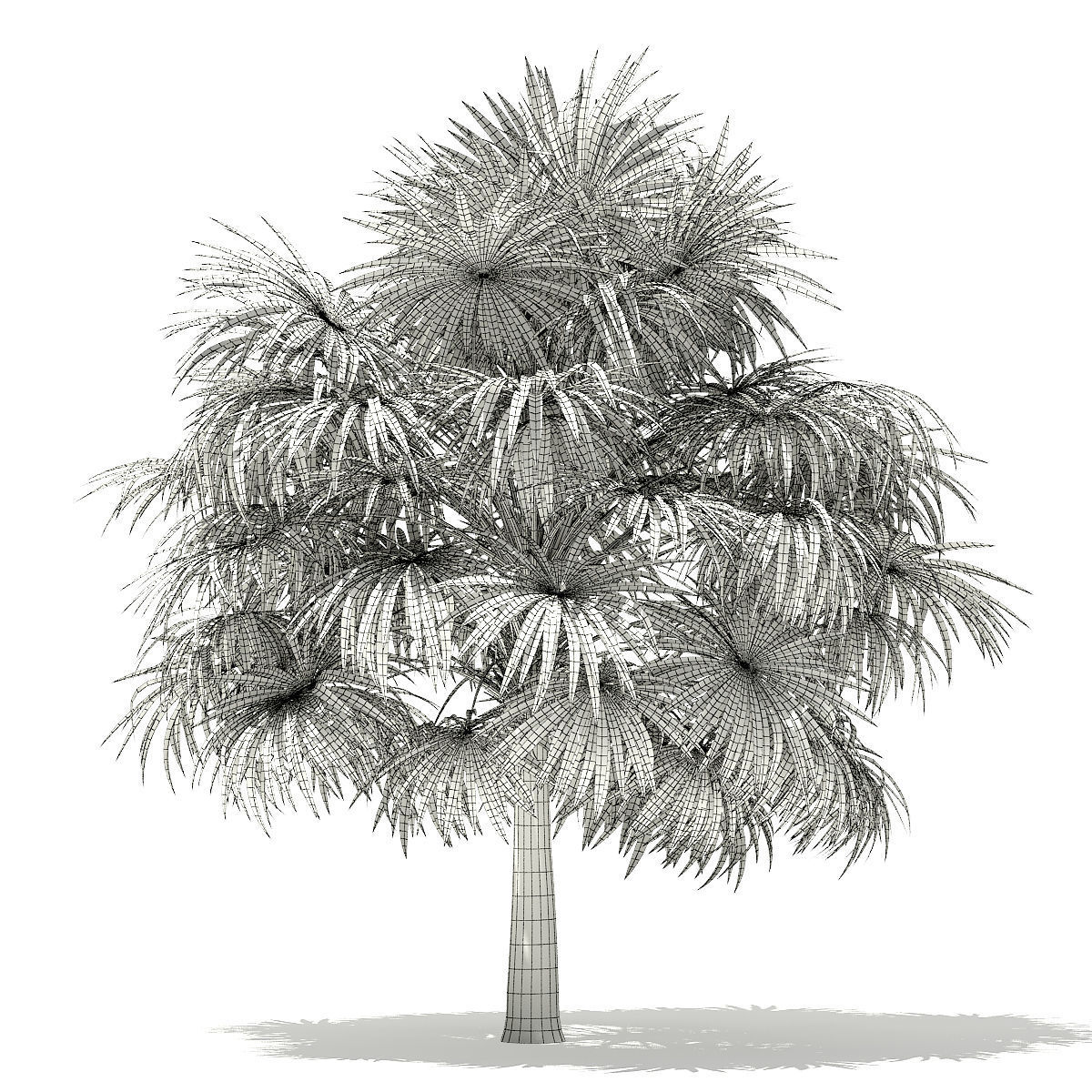 Thatch Palm Tree 3D Model 5m 3D model_1