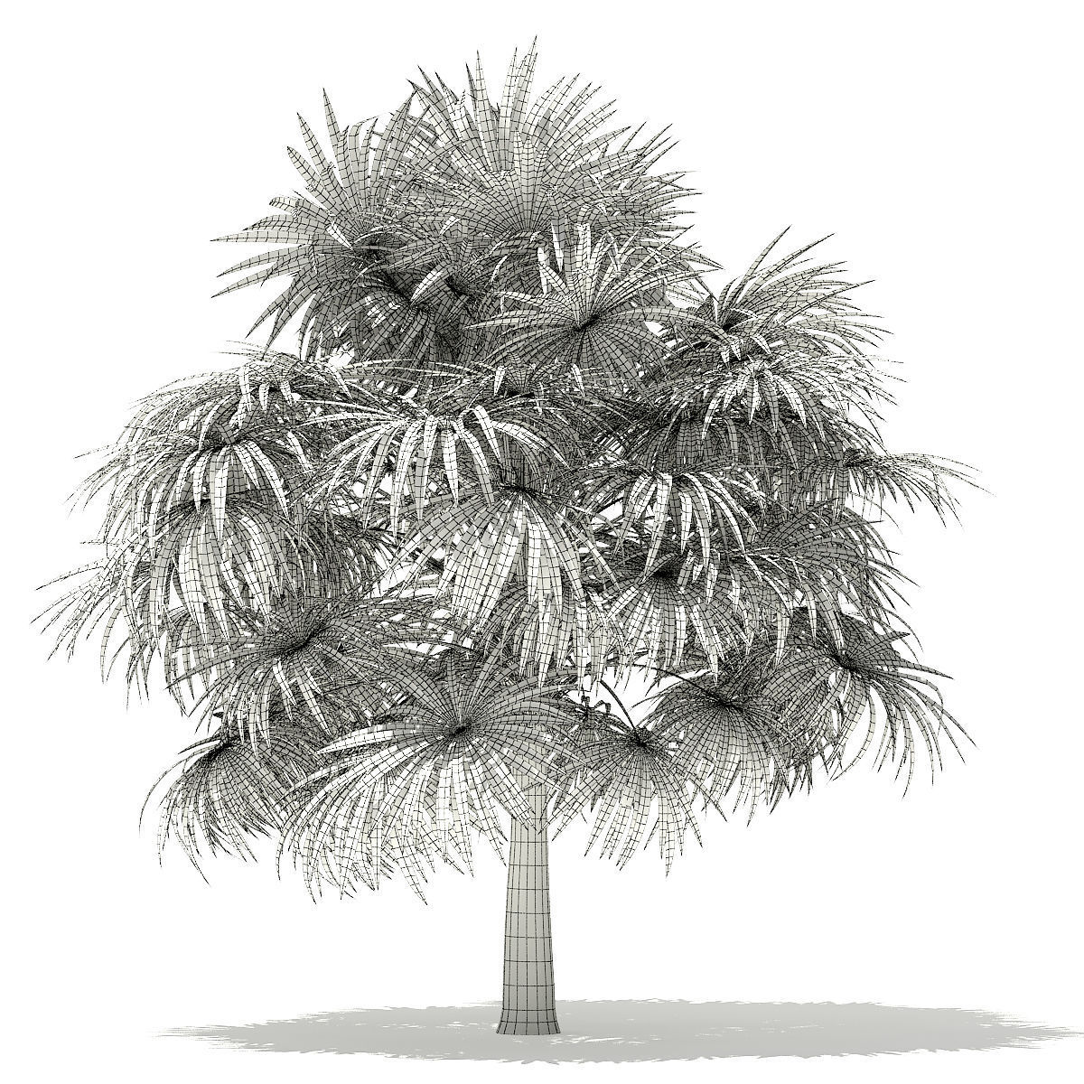 Thatch Palm Tree 3D Model 5m 3D model_5