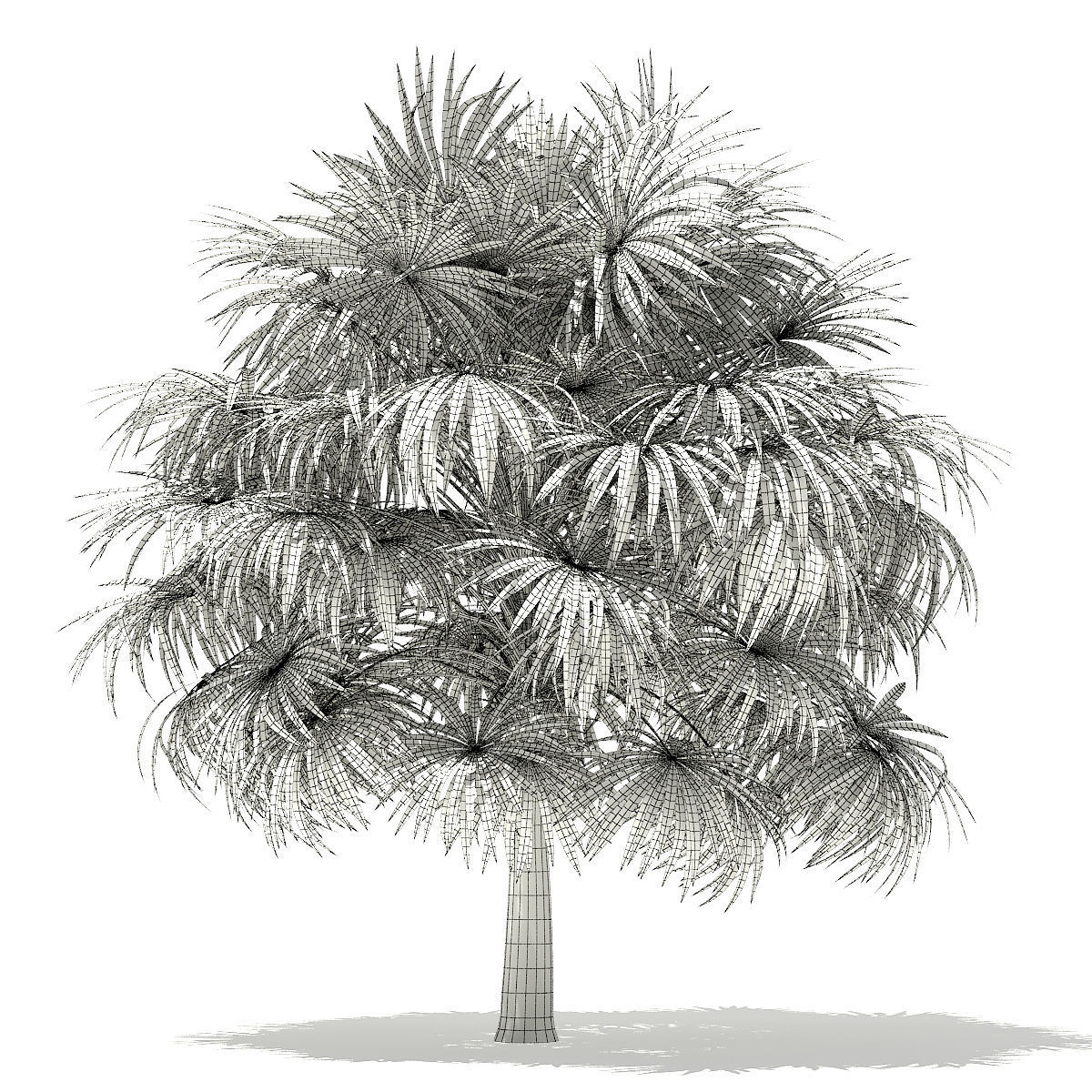 Thatch Palm Tree 3D Model 5m 3D model_3