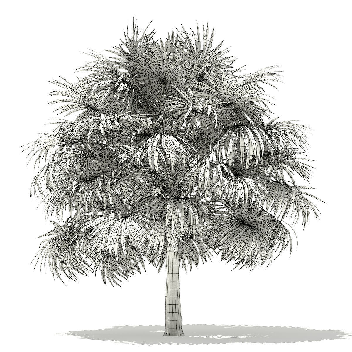 Thatch Palm Tree 3D Model 5m 3D model_7