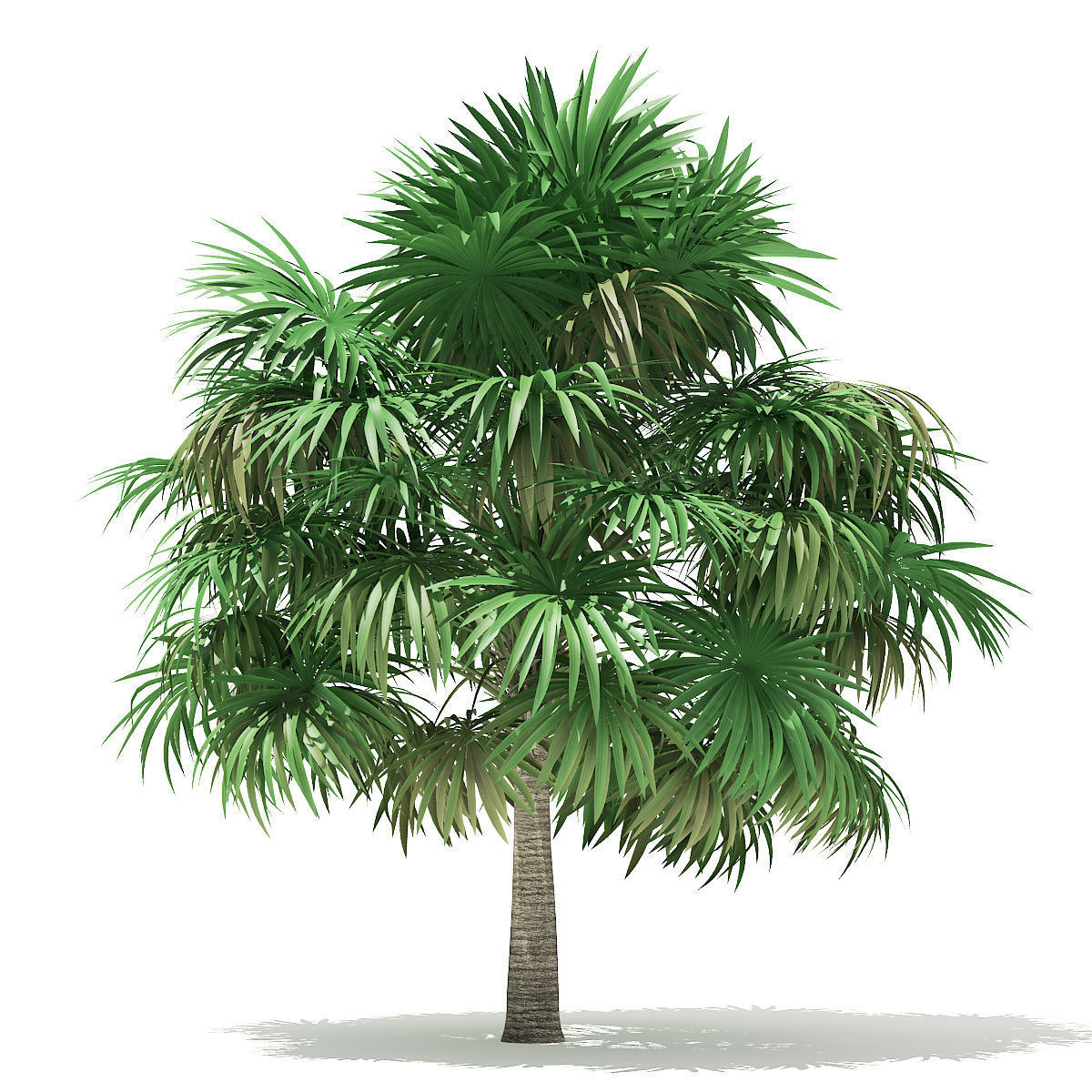 Thatch Palm Tree 3D Model 5m 3D model_6