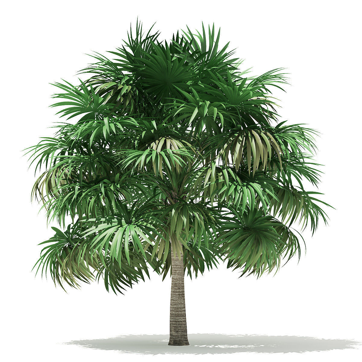 Thatch Palm Tree 3D Model 5m 3D model_4