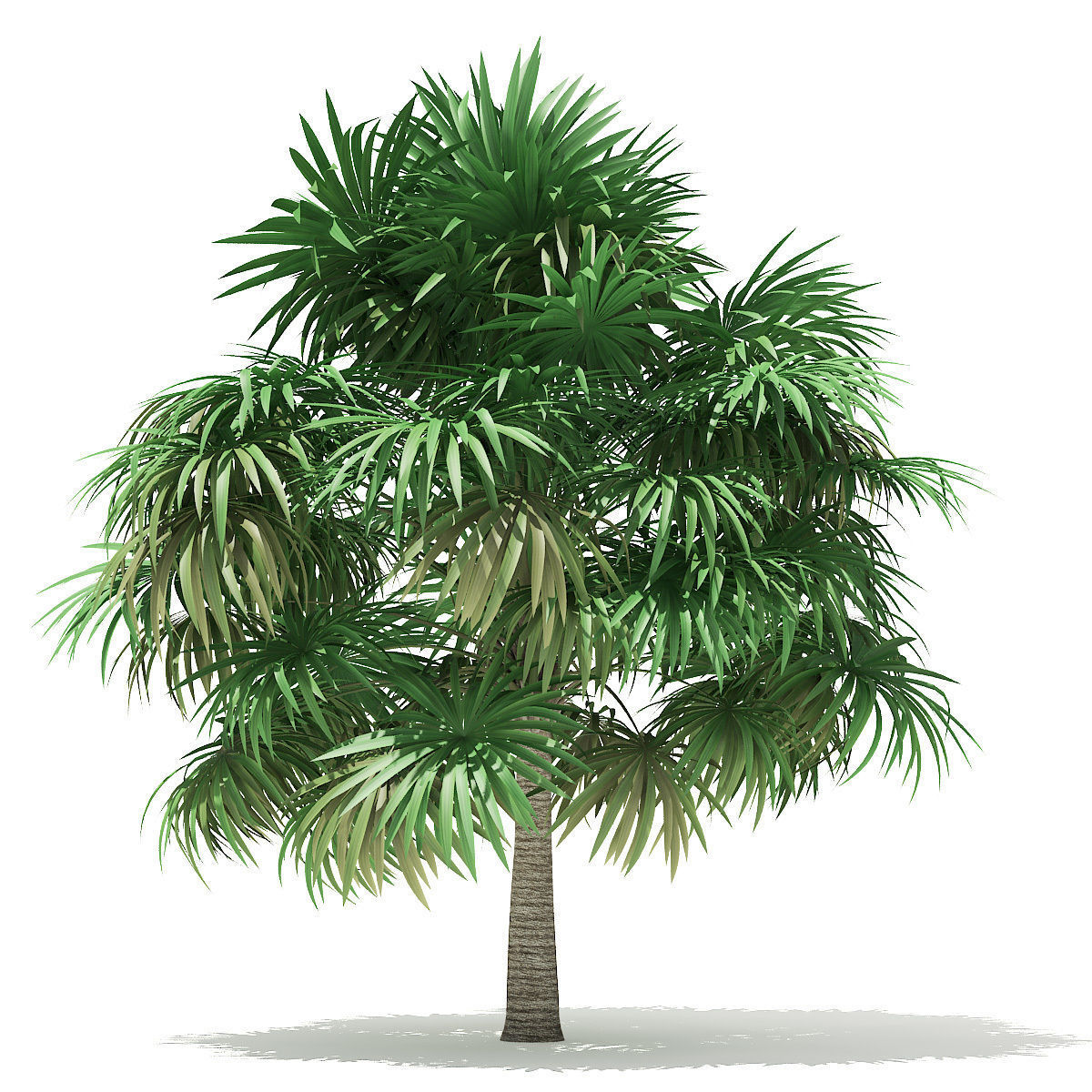 Thatch Palm Tree 3D Model 5m 3D model_2