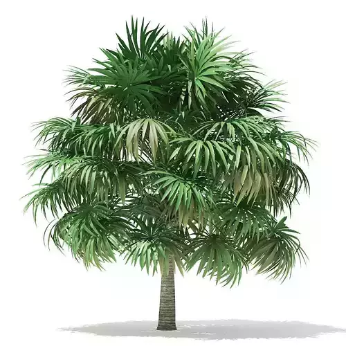 Thatch Palm Tree 3D Model 5m 3D model