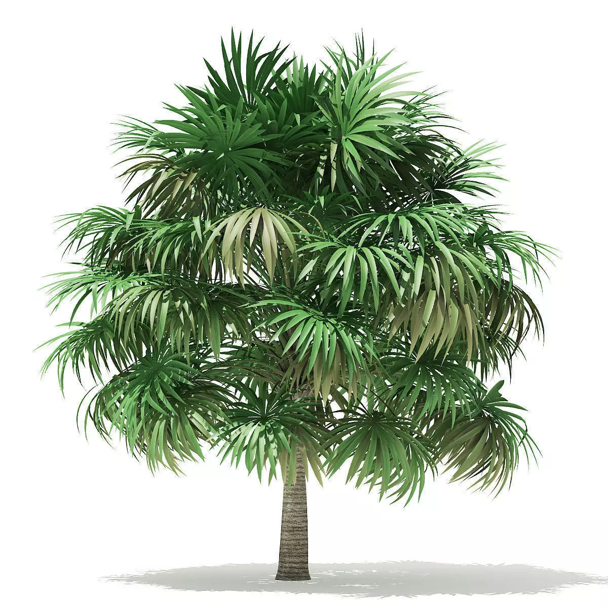 Thatch Palm Tree 3D Model 5m 3D model_0
