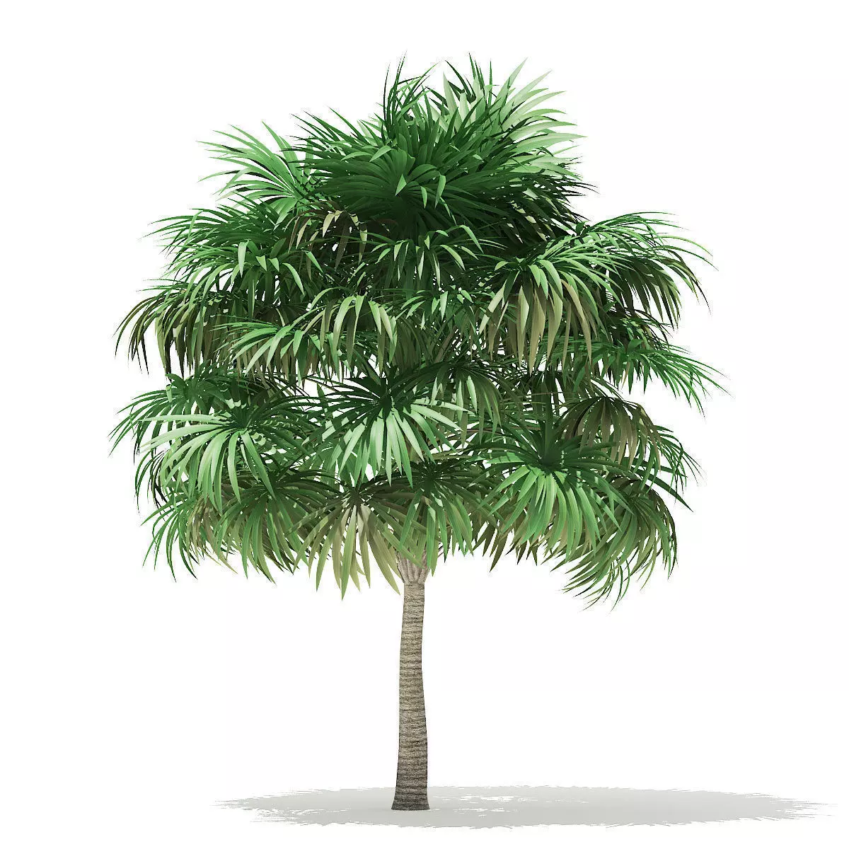 Thatch Palm Tree 3D Model 6m 3D model