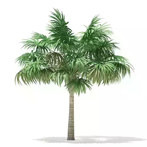 Thatch Palm Tree 3D Model 6m 3D model