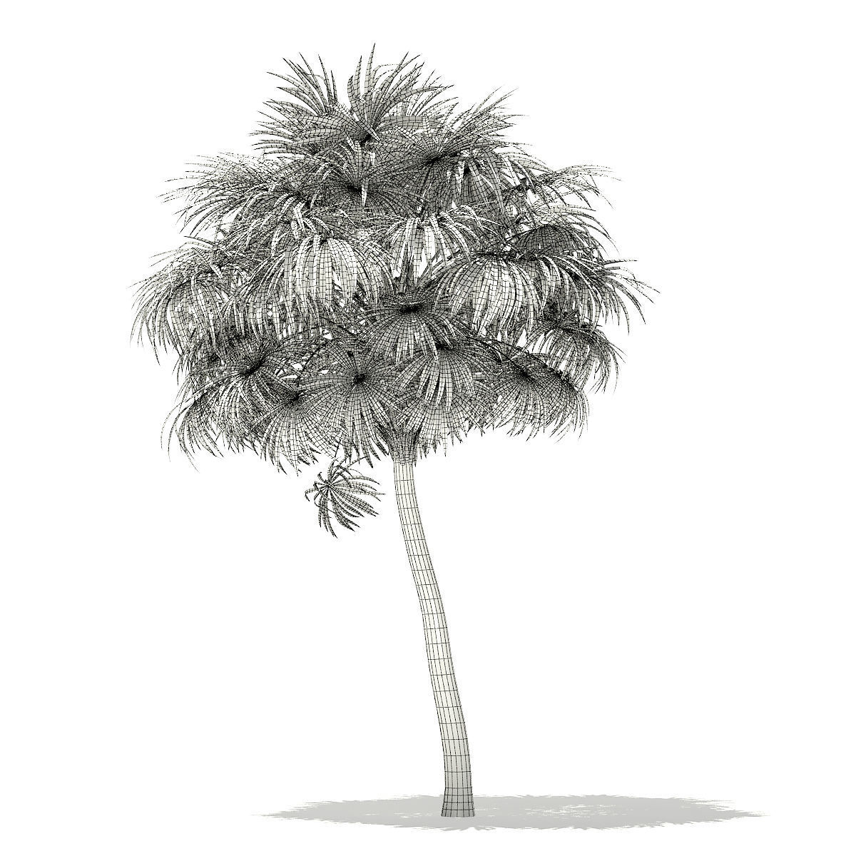 Thatch Palm Tree 3D Model 7m 3D model_1