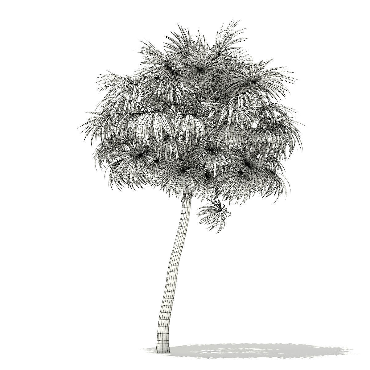 Thatch Palm Tree 3D Model 7m 3D model_5