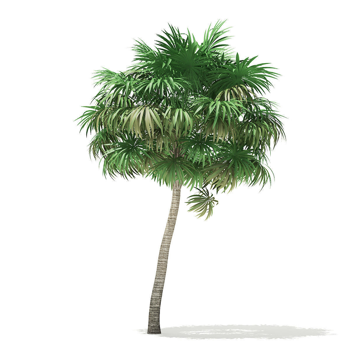 Thatch Palm Tree 3D Model 7m 3D model_2