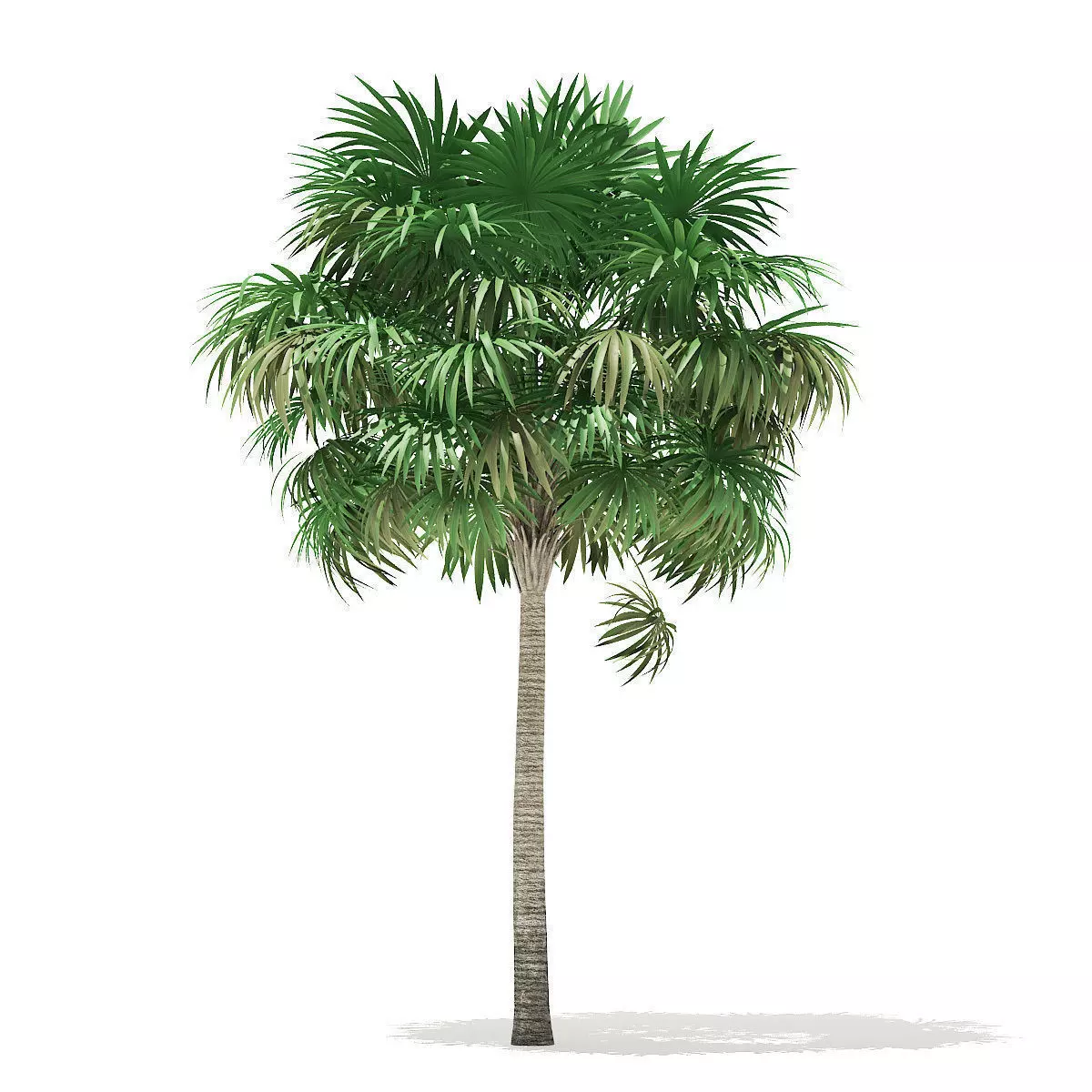 Thatch Palm Tree 3D Model 7m 3D model_0