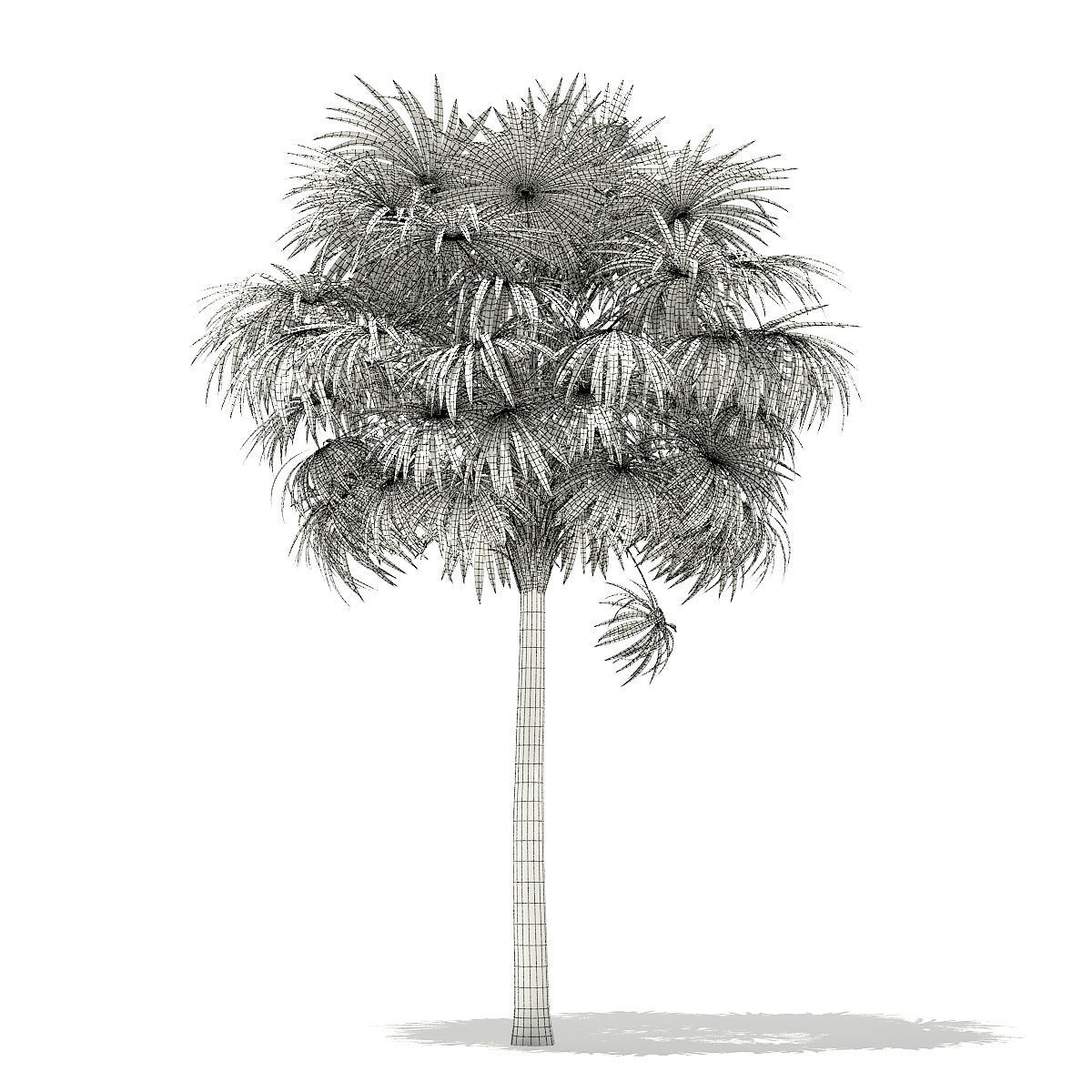 Thatch Palm Tree 3D Model 7m 3D model_3