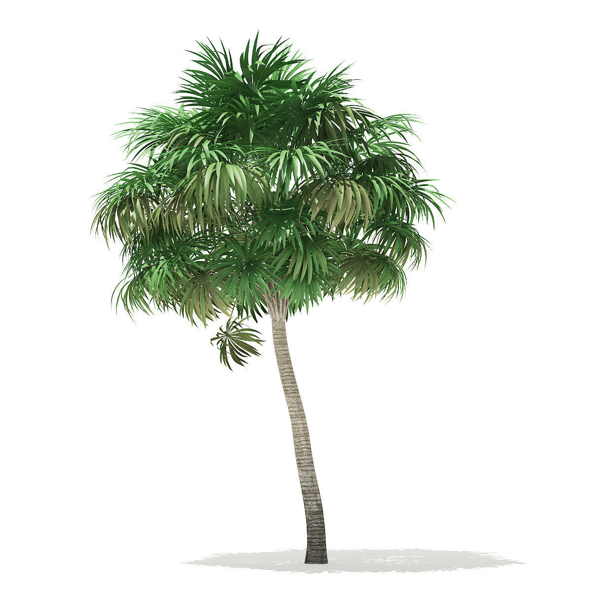 Thatch Palm Tree 3D Model 7m 3D model_6