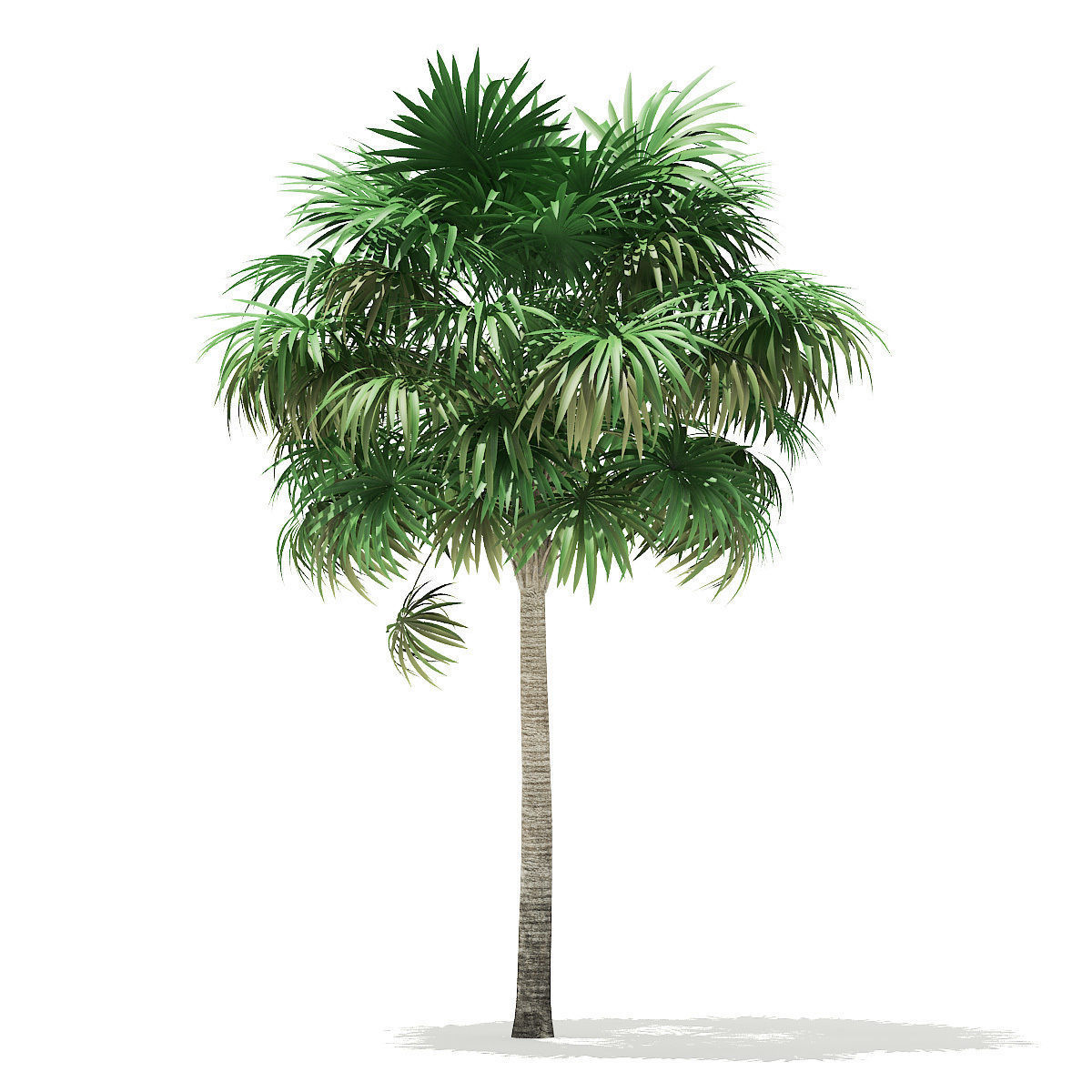 Thatch Palm Tree 3D Model 7m 3D model_4