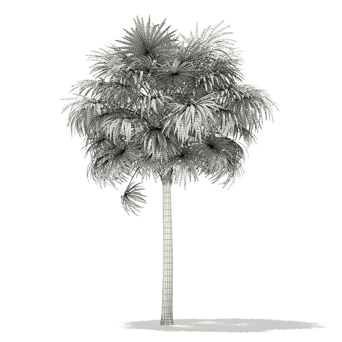 Thatch Palm Tree 3D Model 7m 3D model_7