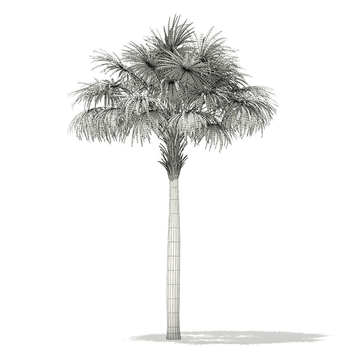 Thatch Palm Tree 3D Model 7m 3D model_5