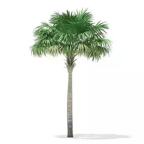 Thatch Palm Tree 3D Model 7m 3D model