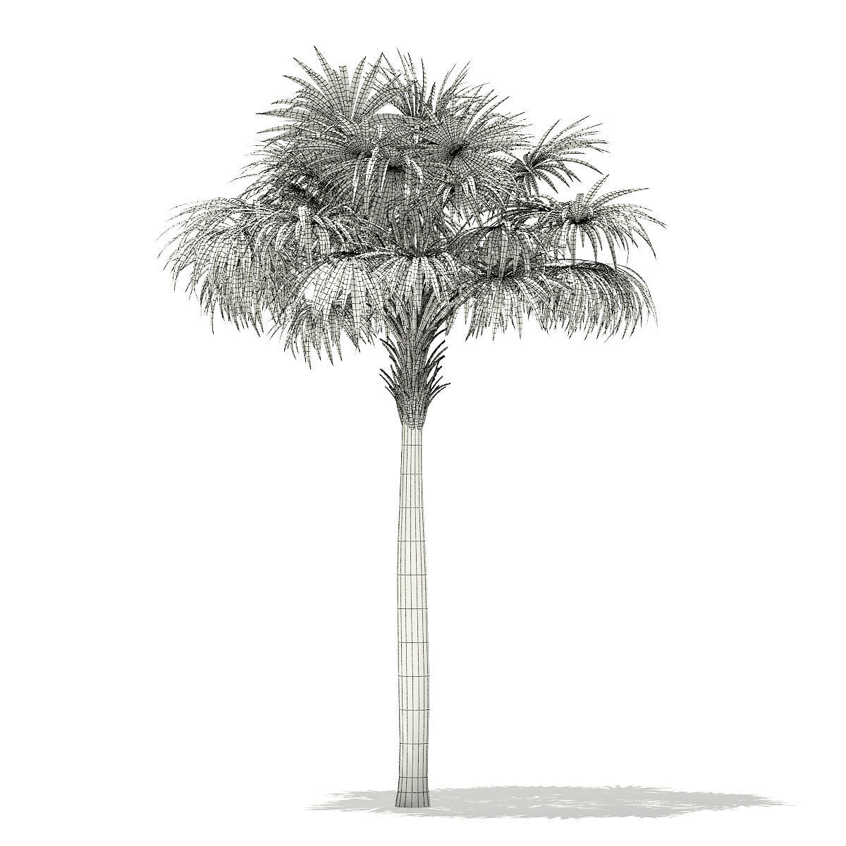 Thatch Palm Tree 3D Model 7m 3D model_1