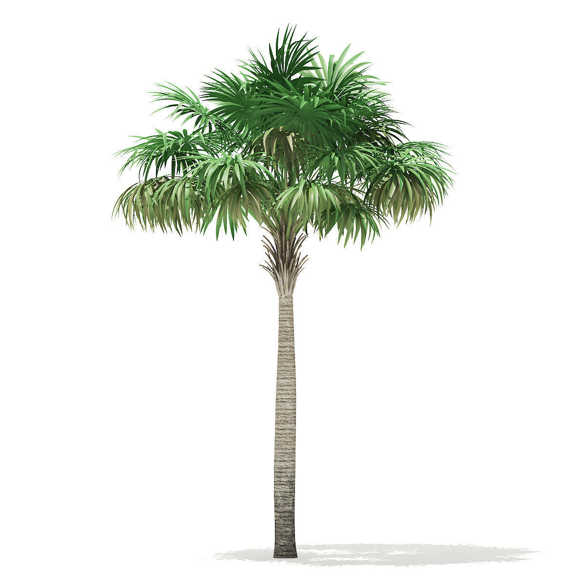 Thatch Palm Tree 3D Model 7m 3D model_2