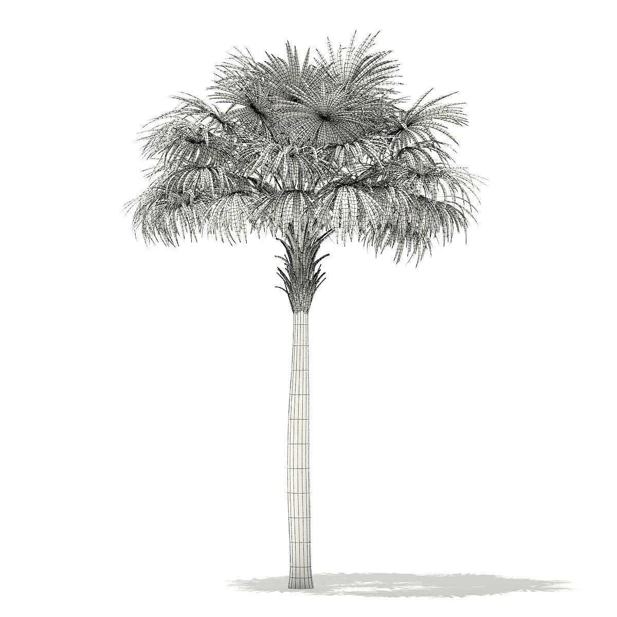 Thatch Palm Tree 3D Model 7m 3D model_3