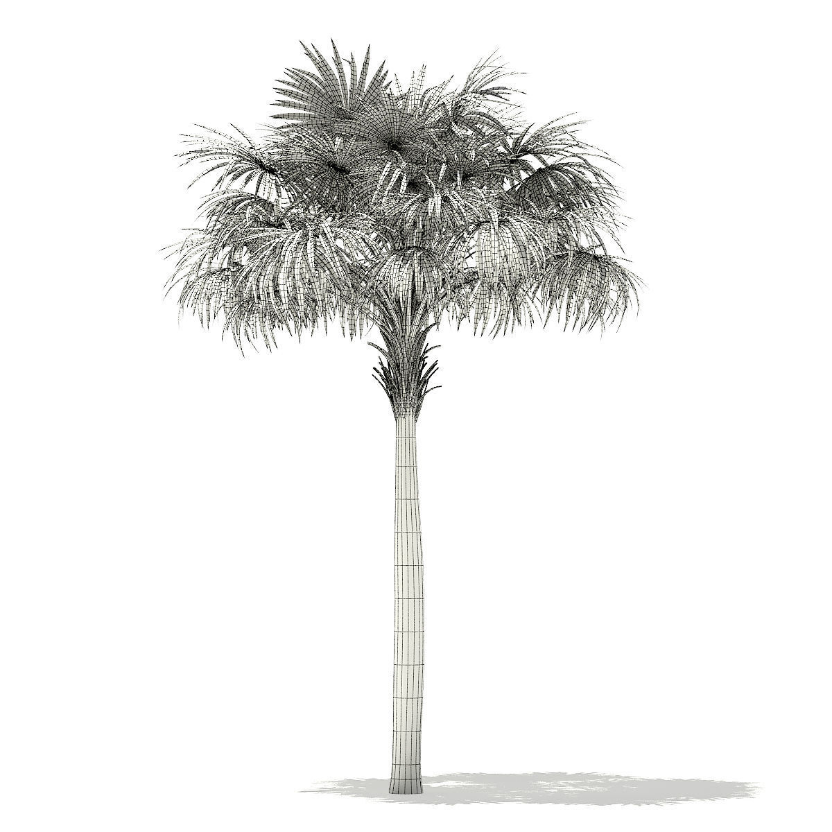Thatch Palm Tree 3D Model 7m 3D model_7