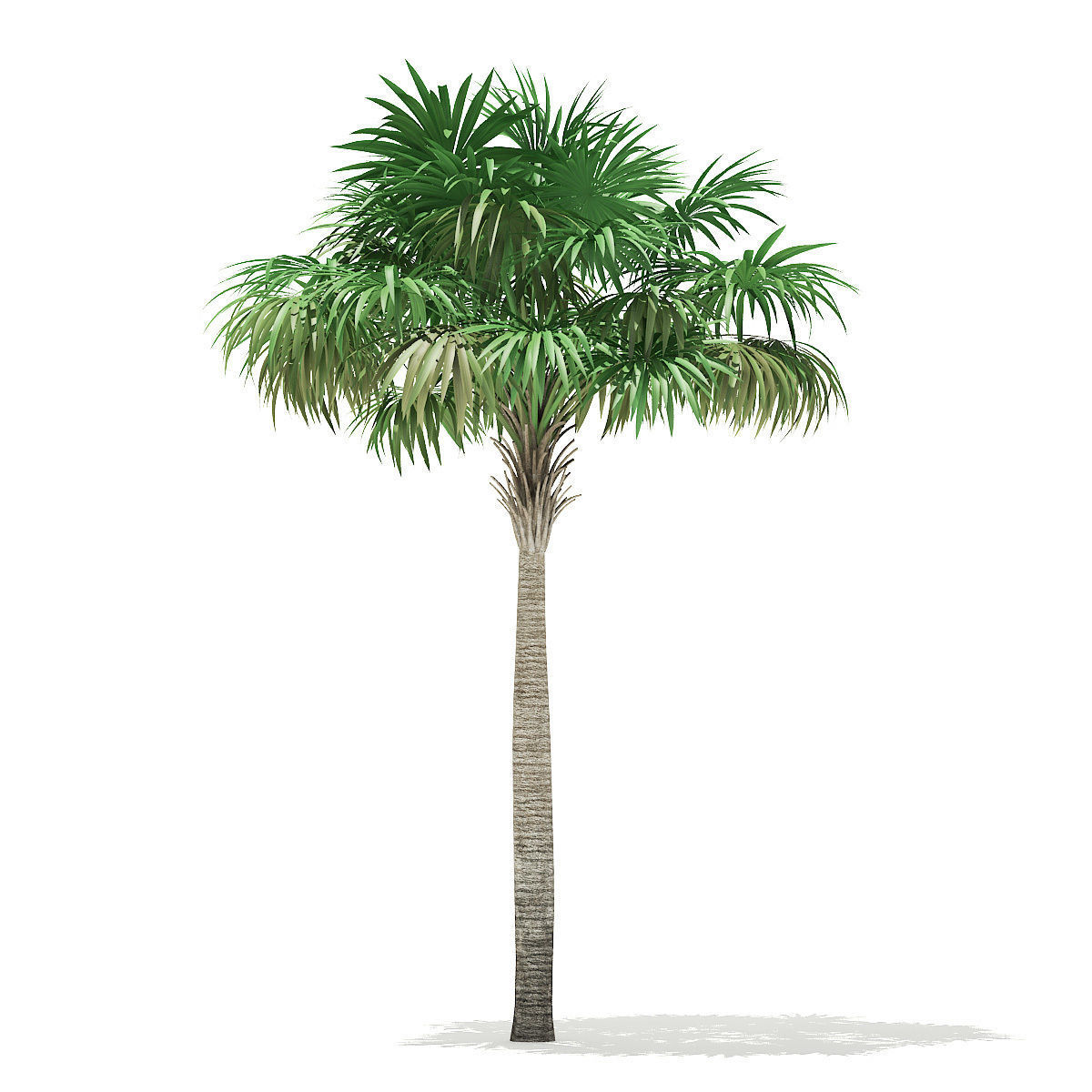 Thatch Palm Tree 3D Model 7m 3D model_6