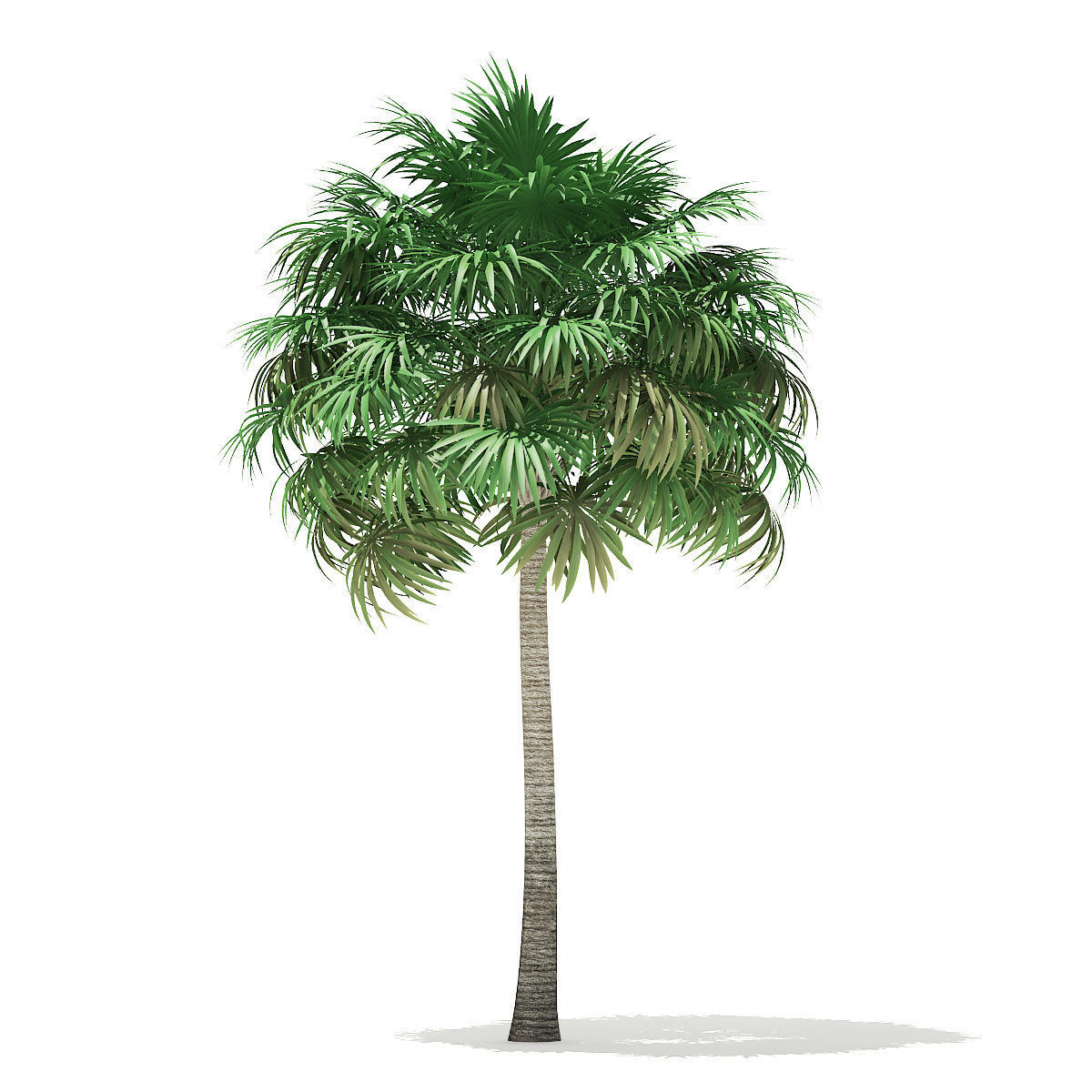 Thatch Palm Tree 3D Model 10m 3D model_6