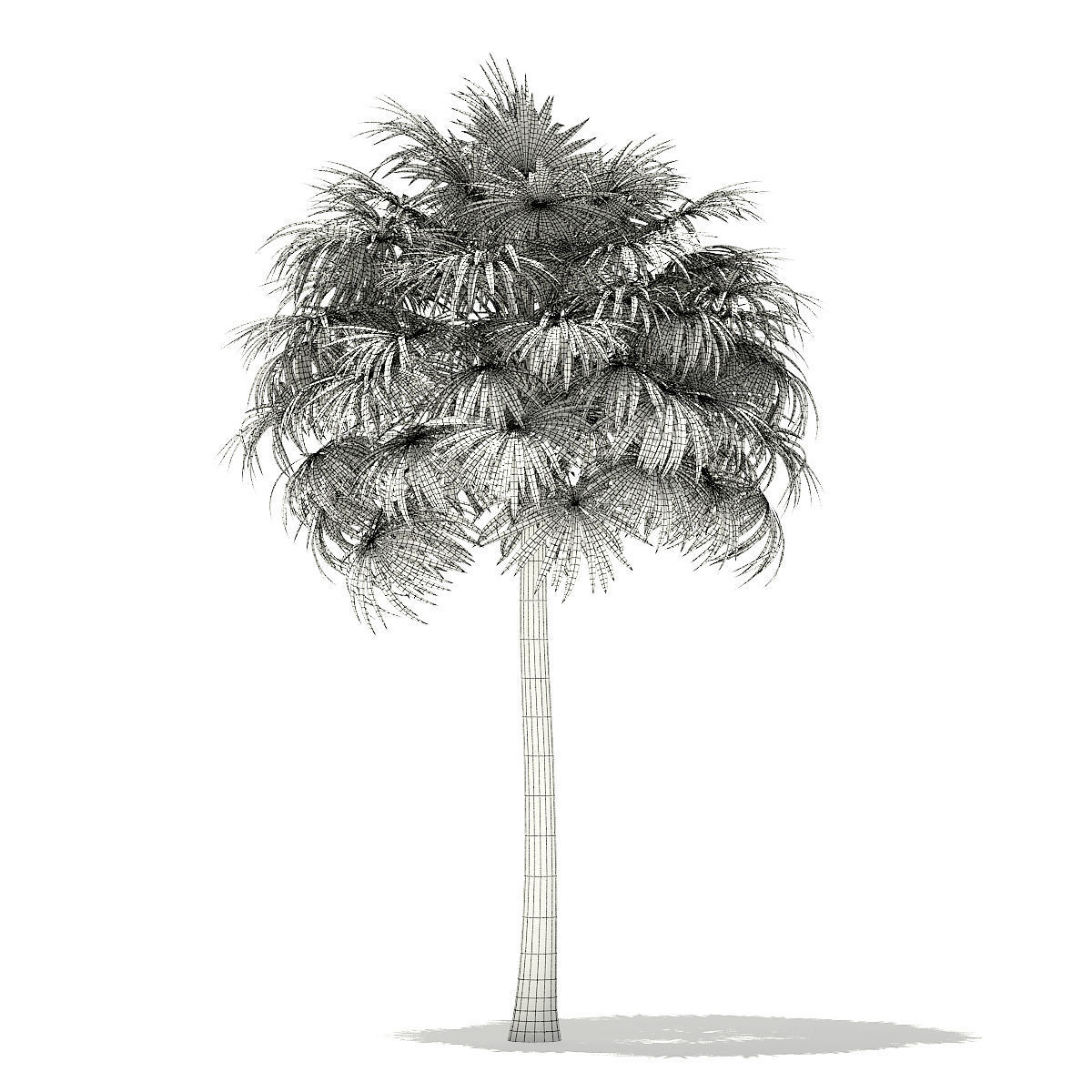 Thatch Palm Tree 3D Model 10m 3D model_1