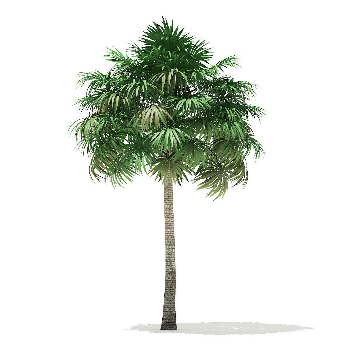 Thatch Palm Tree 3D Model 10m 3D model_4
